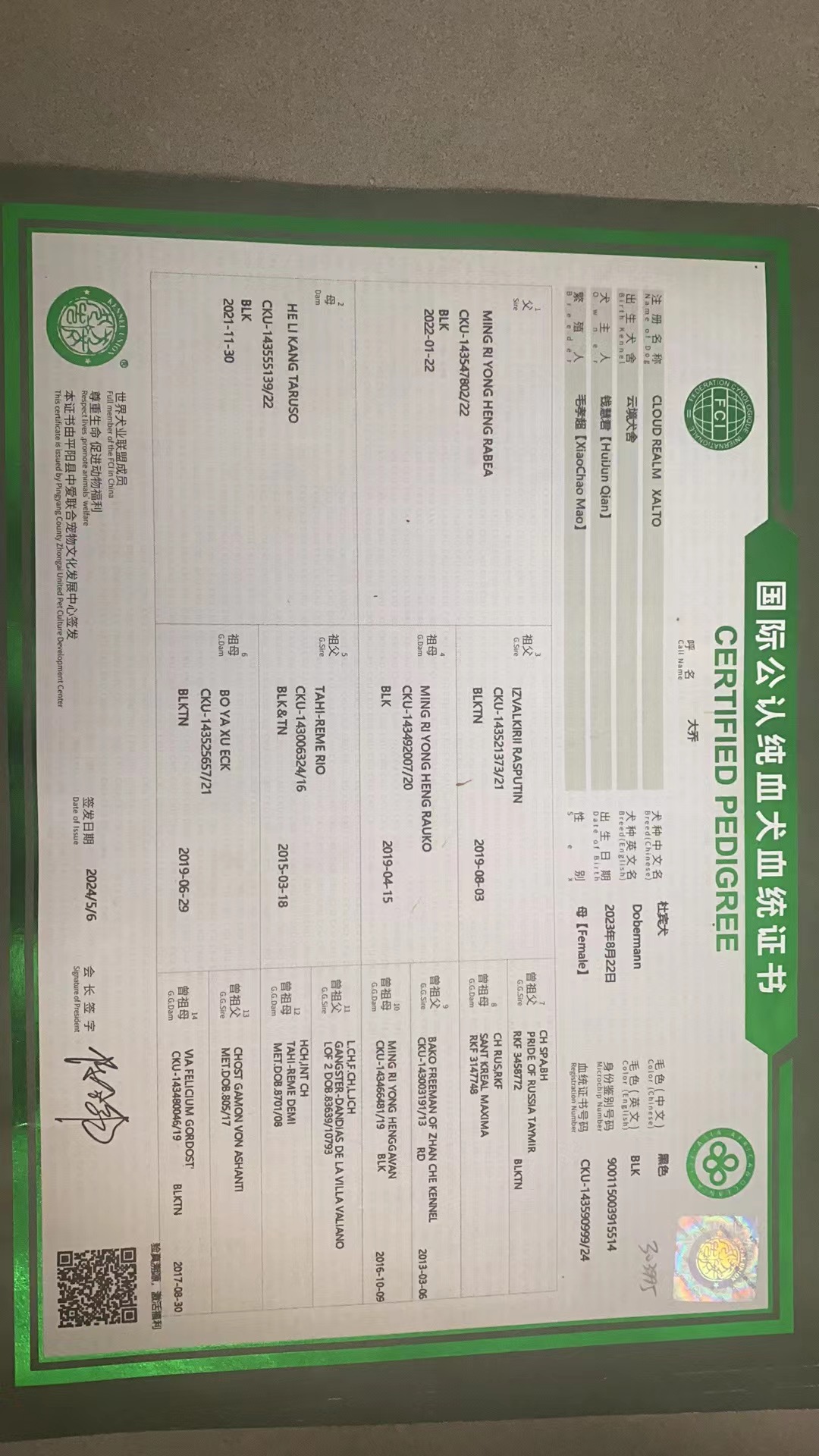双血统杜宾，证书齐全
